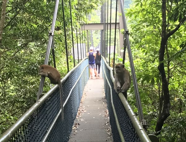 two monkeys and two humans on a suspension foot bridge